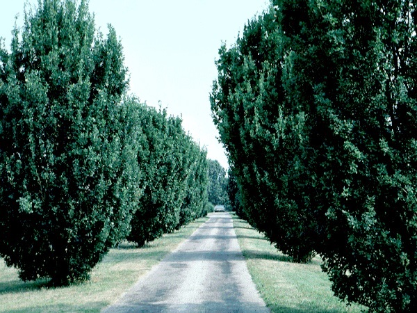 Ąžuolas paprastasis ,Monument' (lot. Quercus robur) Ąžuolas paprastasis ,Monument' (lot. Quercus robur)